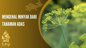 minyak adas dapat digunakan sebagai