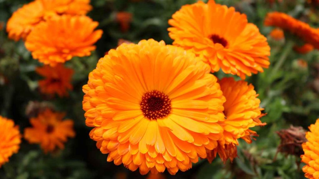 Alasan Sabun Waji bisa menghilangkan Bekas Luka