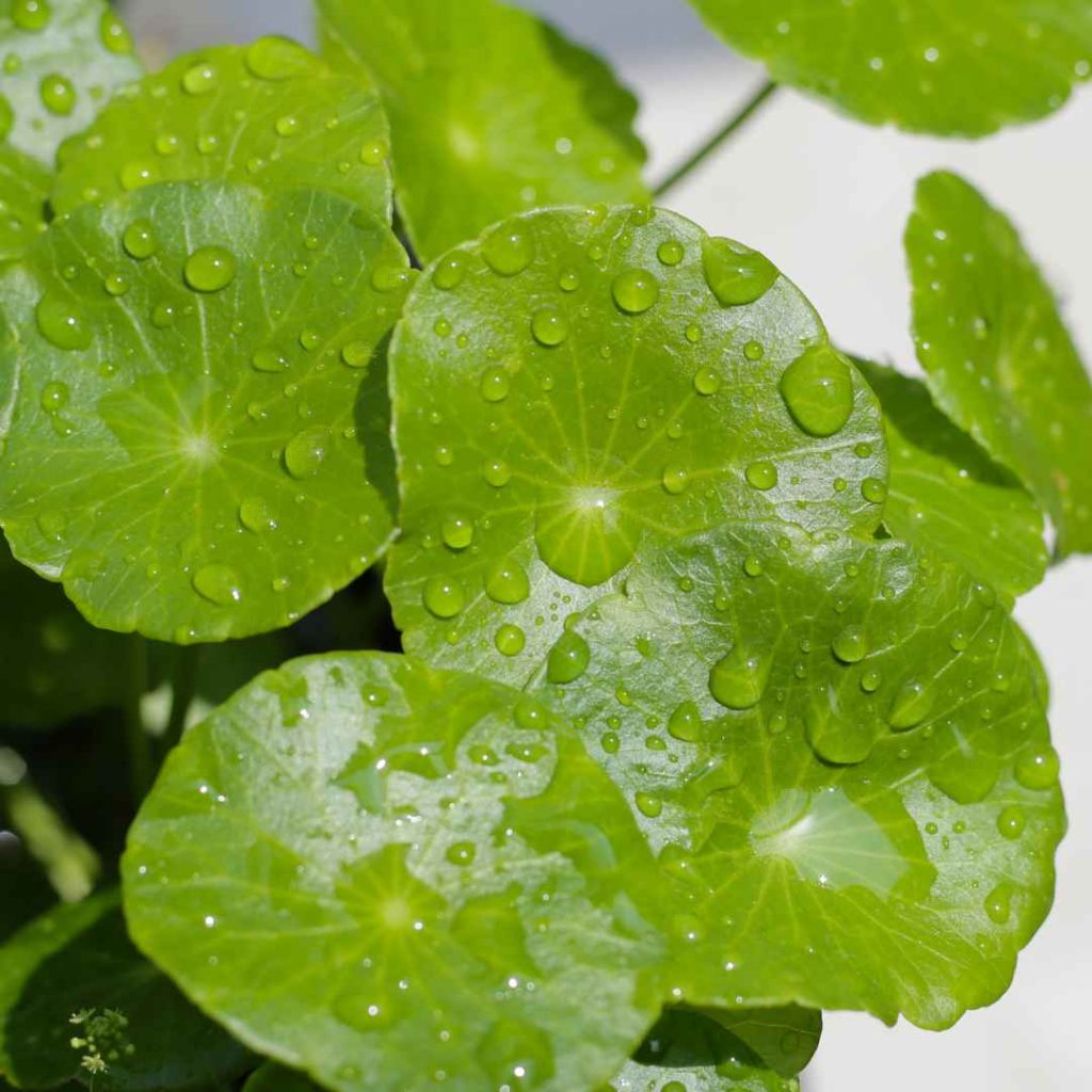 manfaat centella asiatica untuk kulit