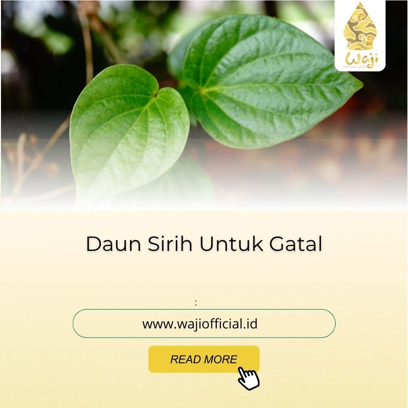 Daun Sirih Untuk Gatal