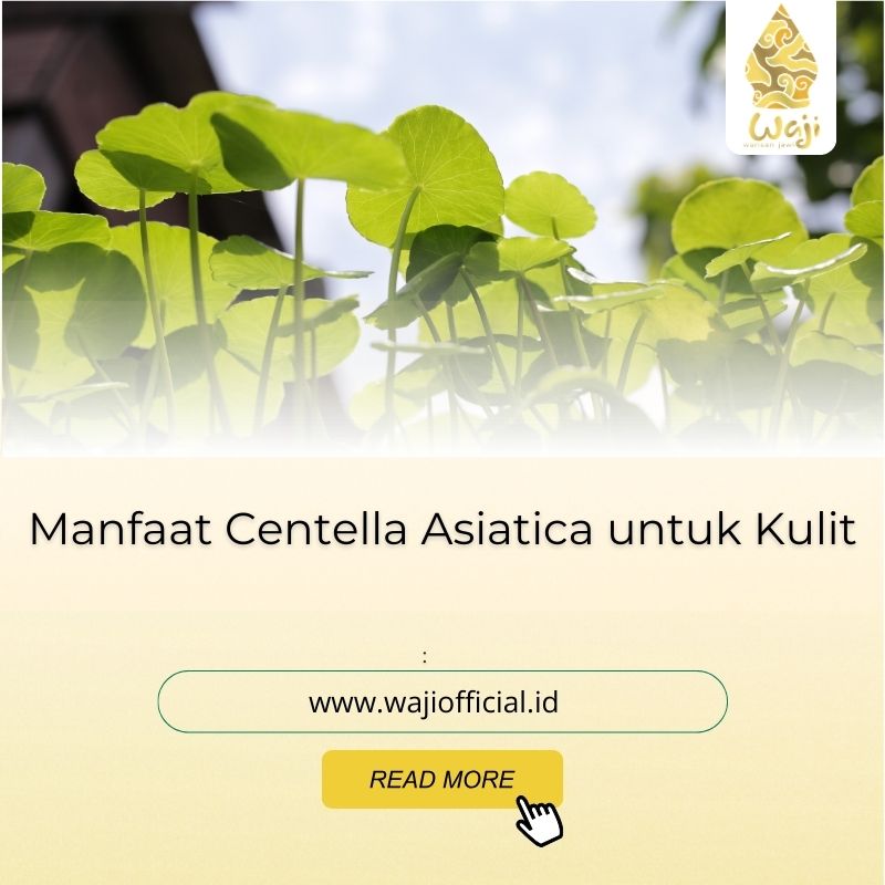 manfaat centella asiatica untuk kulit