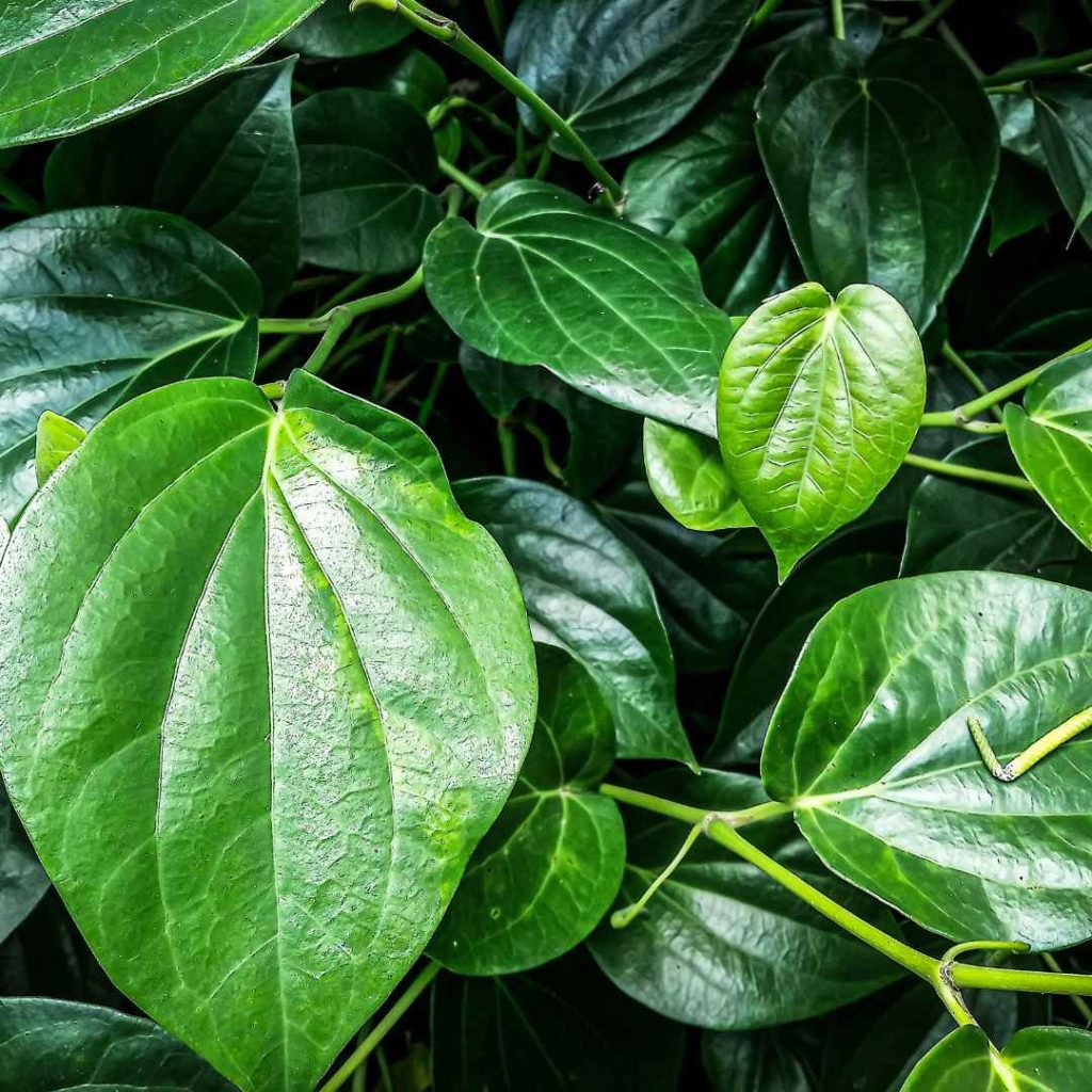 manfaat daun sirih untuk gatal