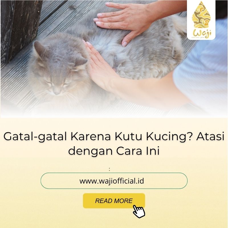5 Cara Menghilangkan Gatal Karena Kutu Kucing Dalam Sekejap 