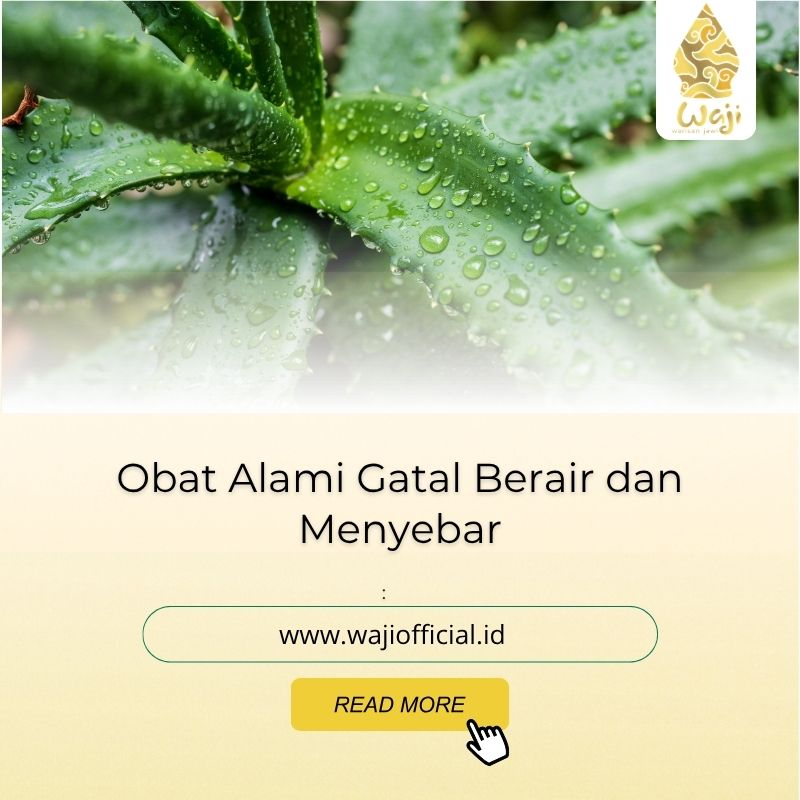 obat alami gatal berair dan menyebar