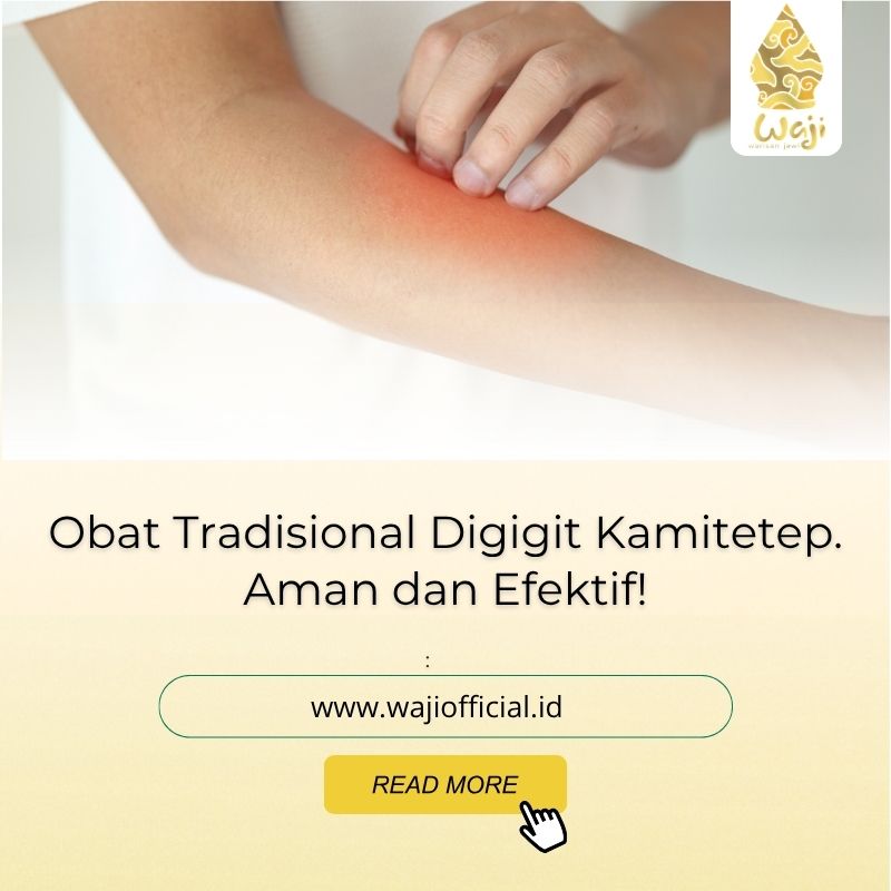 obat tradisional digigit kamitetep